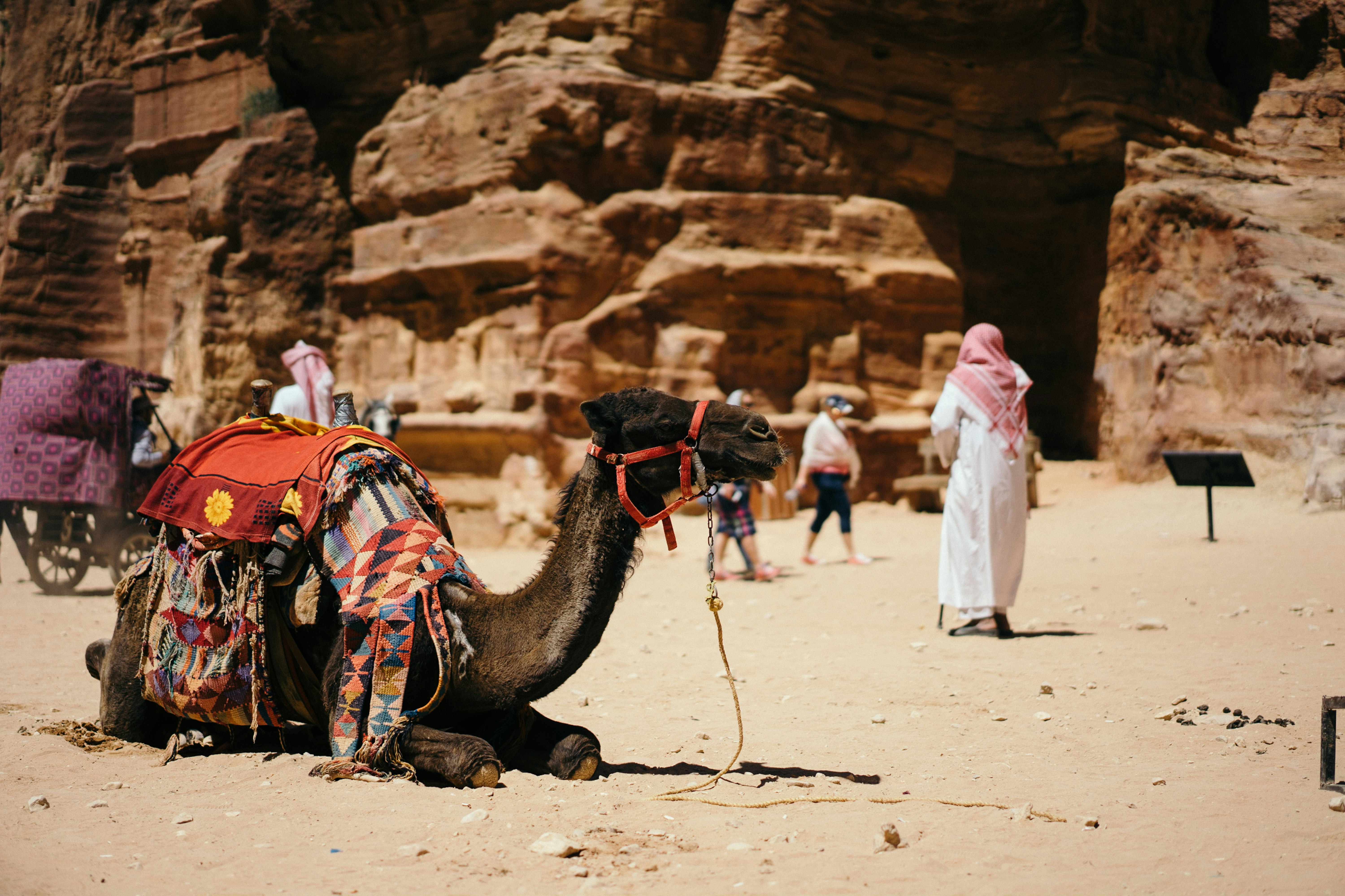 camel sitting on ground near people and rocks
